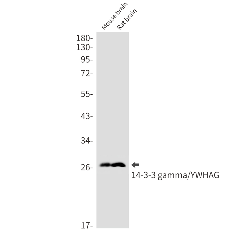 14-3-3 gamma