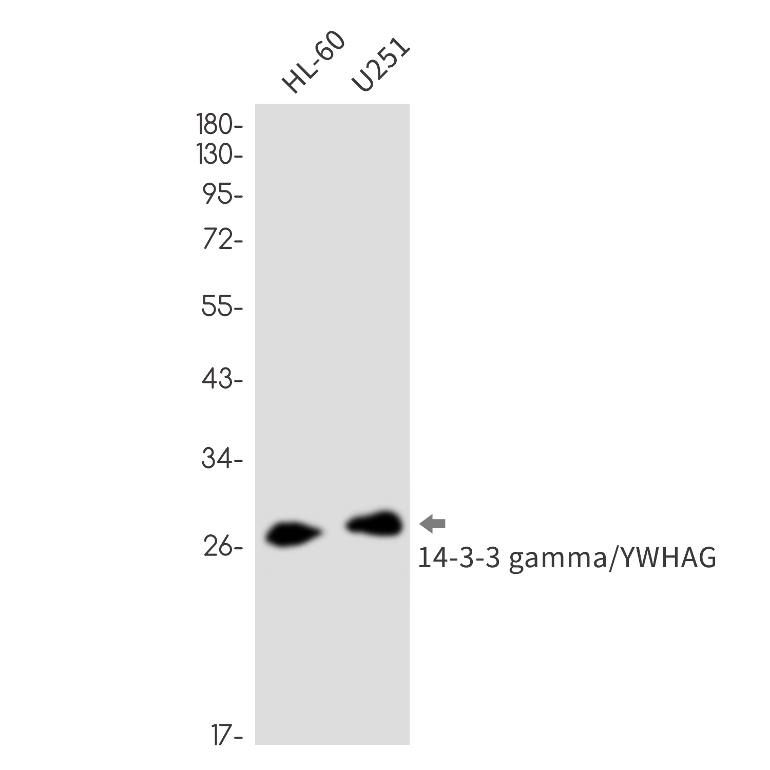 Rabbit Monoclonal Antibody to 14-3-3 gamma