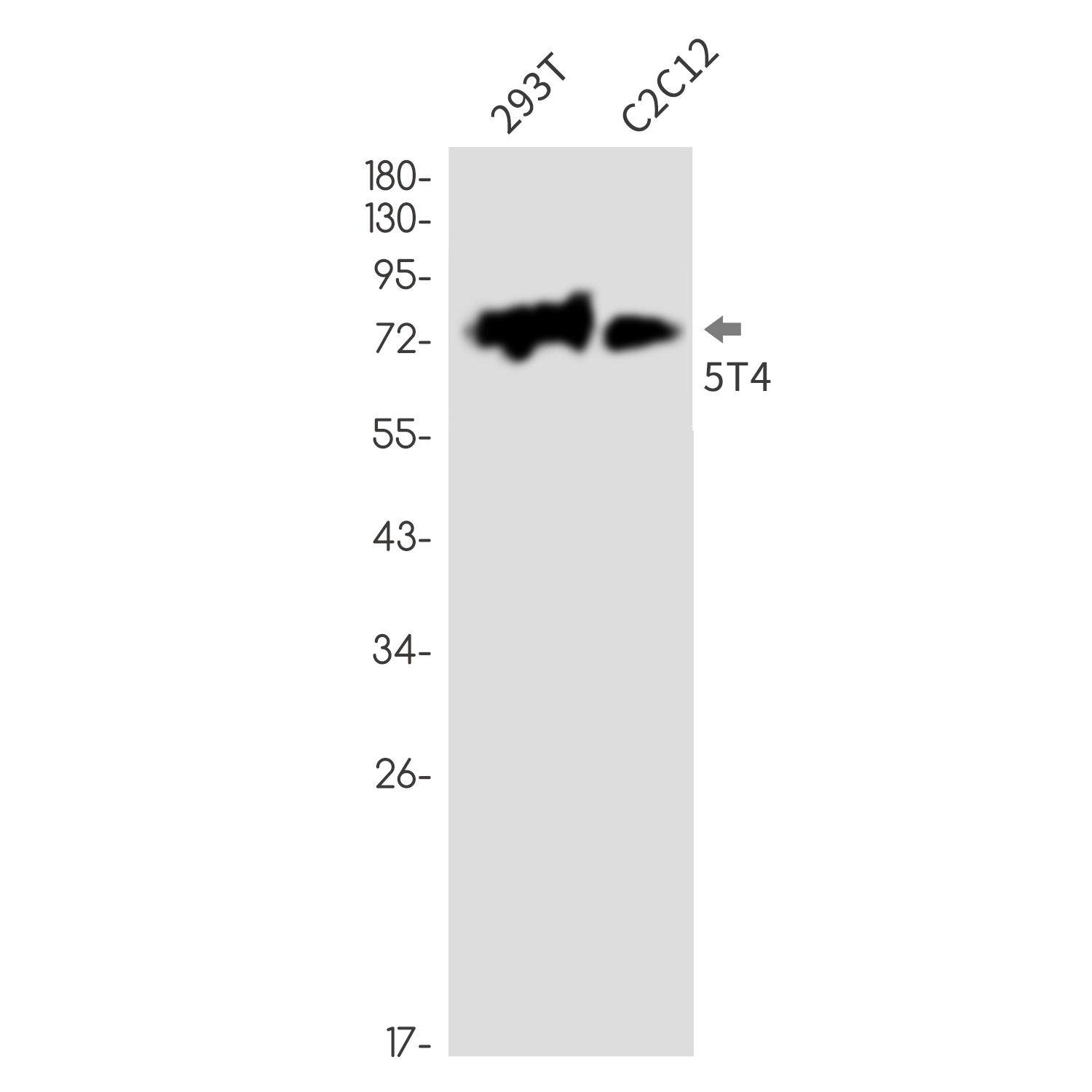 Rabbit Monoclonal Antibody to 5T4