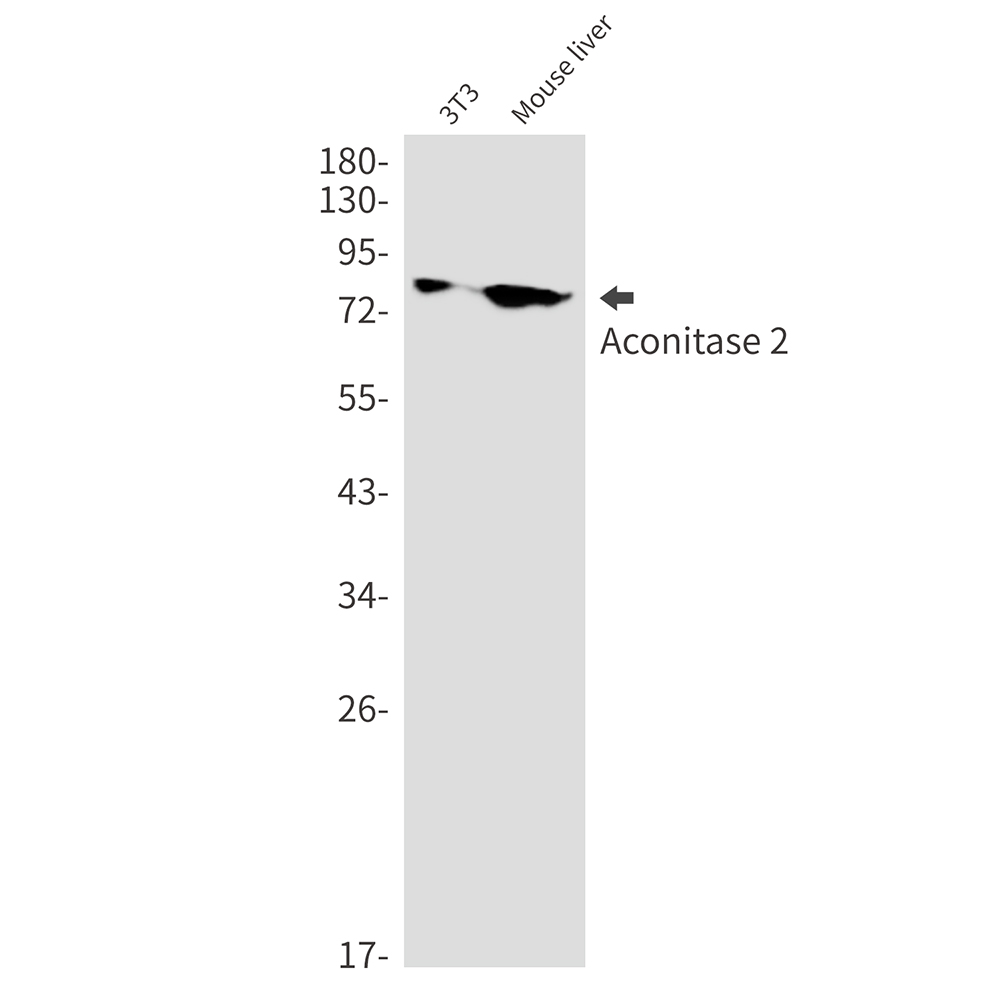 Aconitase 2