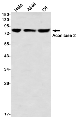 Rabbit Monoclonal Antibody to Aconitase 2