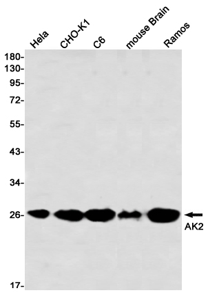 AK2