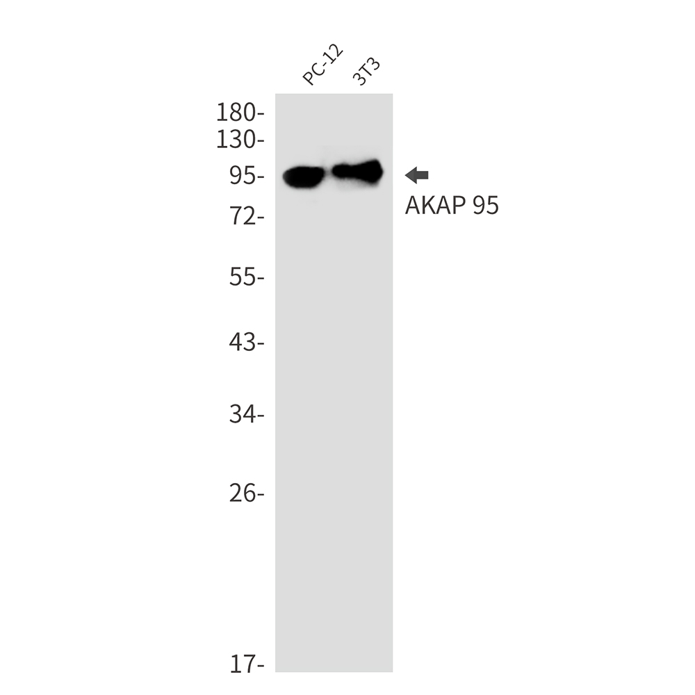 AKAP95