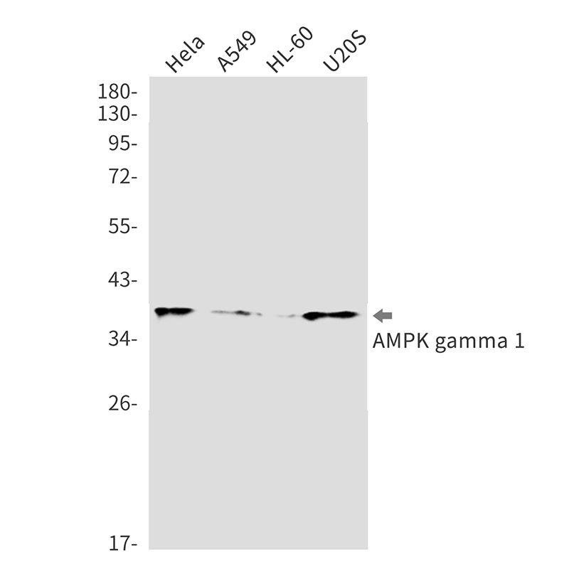 AMPK gamma 1