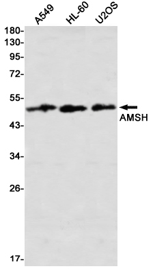 AMSH