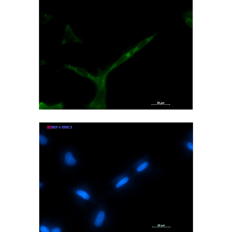 Rabbit Monoclonal Antibody to APC