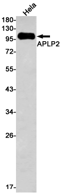 Rabbit Monoclonal Antibody to APLP2