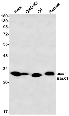 BarX1