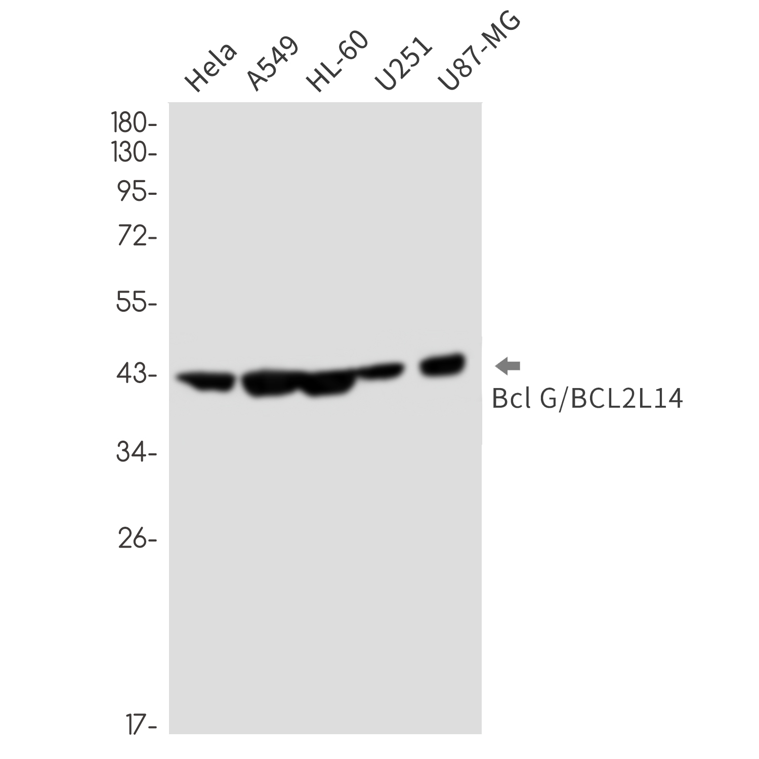 Rabbit Monoclonal Antibody to Bcl2 L14
