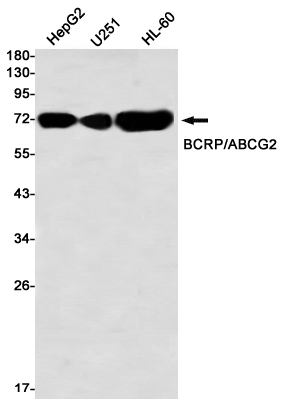 ABCG2