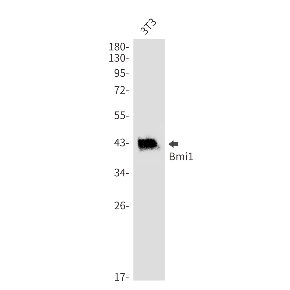 BMI1