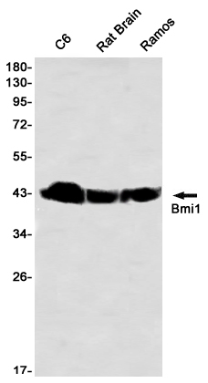 Rabbit Monoclonal Antibody to BMI1