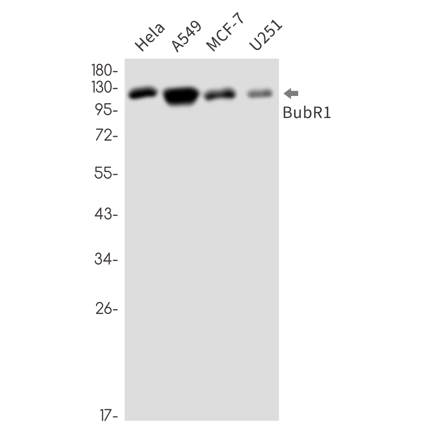 BUBR1