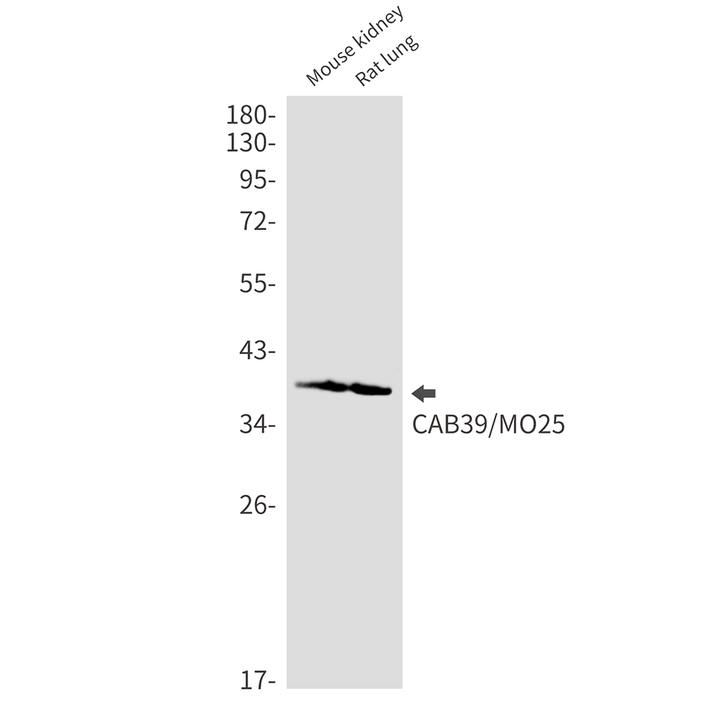CAB39
