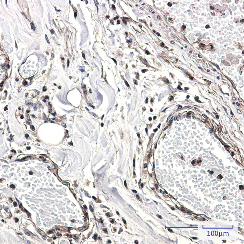 Rabbit Monoclonal Antibody to CAB39