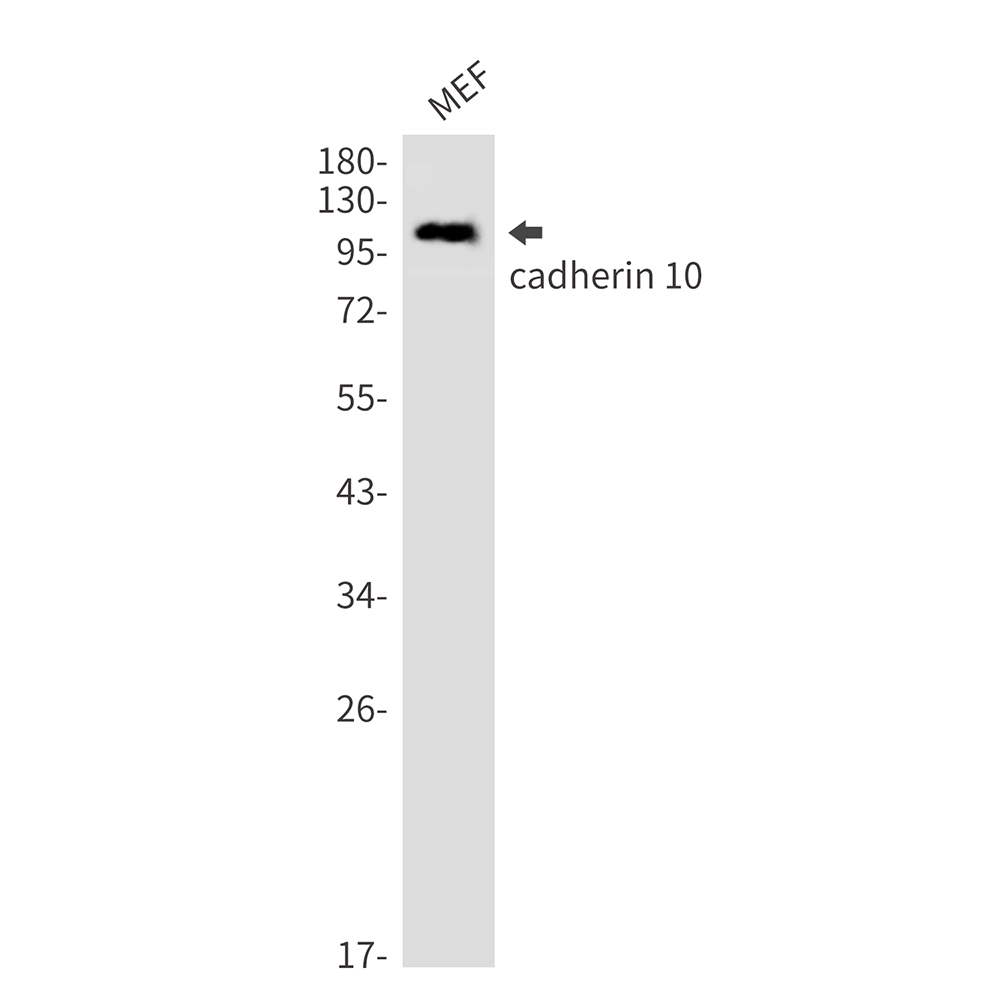 Cadherin 10