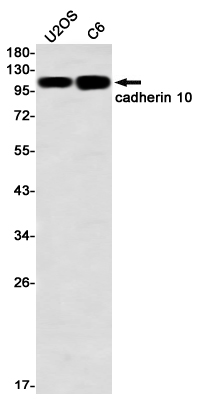 Rabbit Monoclonal Antibody to Cadherin 10
