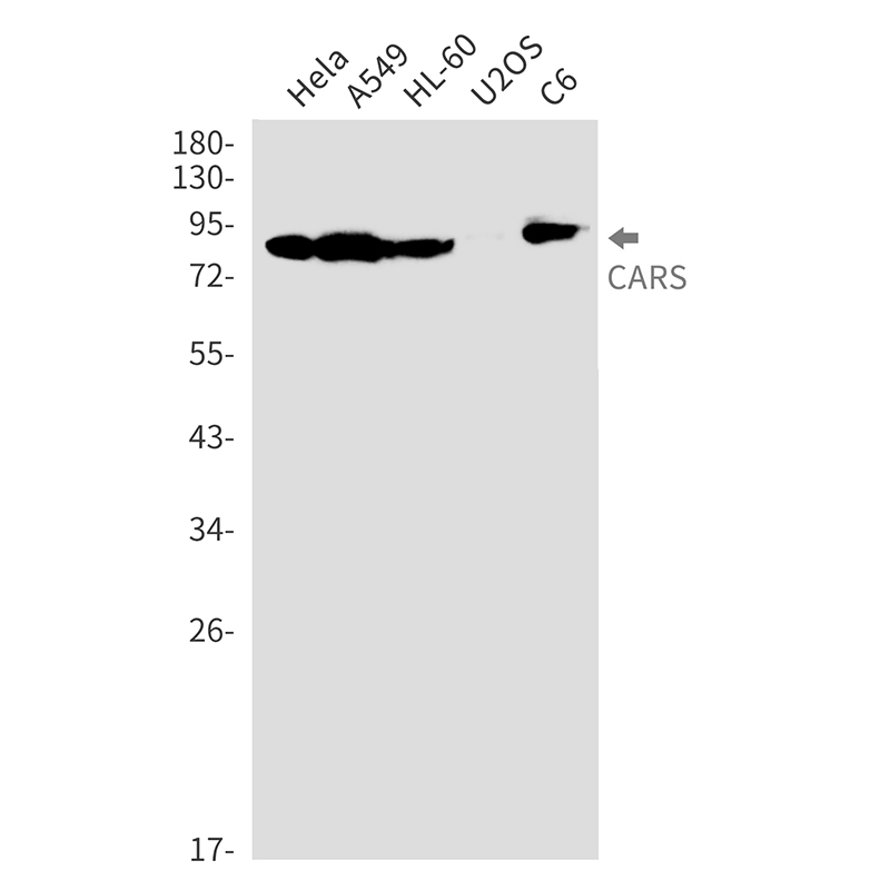 CARS