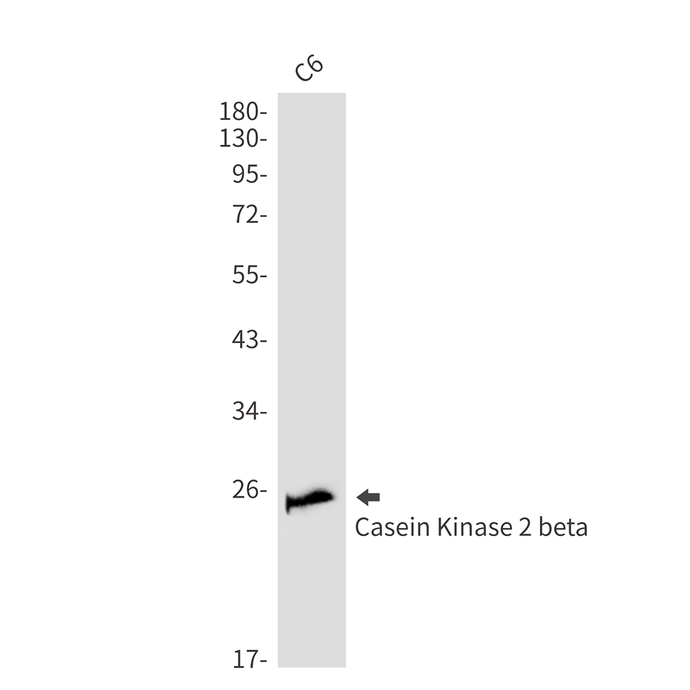 Casein Kinase 2 beta