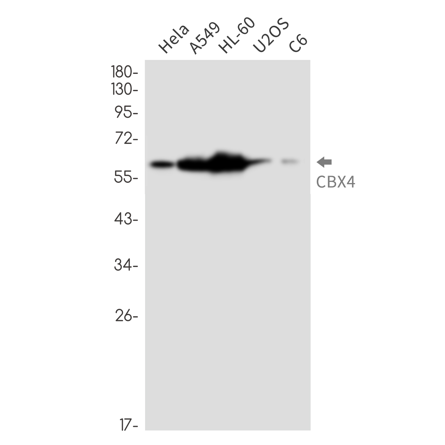 Rabbit Monoclonal Antibody to CBX4
