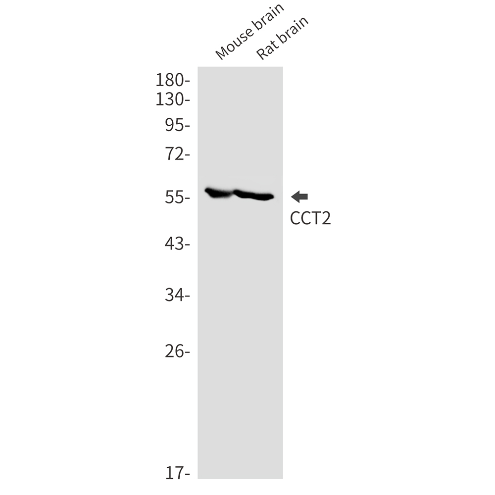CCT2
