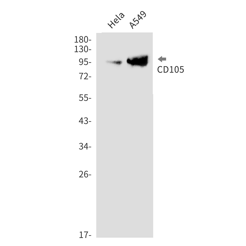 CD105