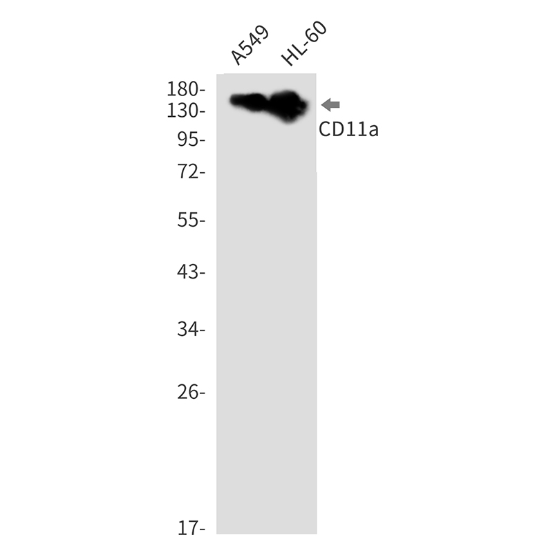Integrin alpha L