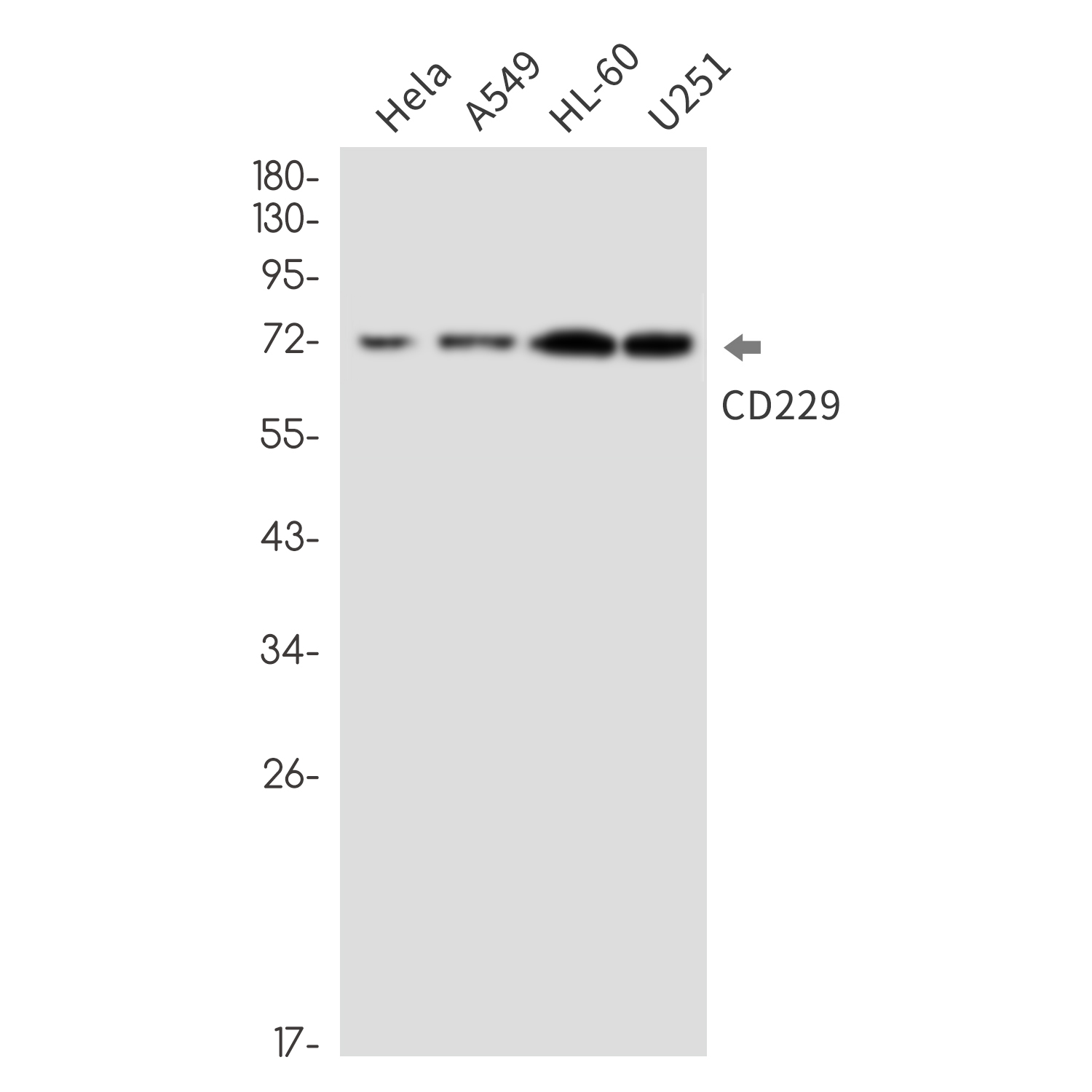 CD229