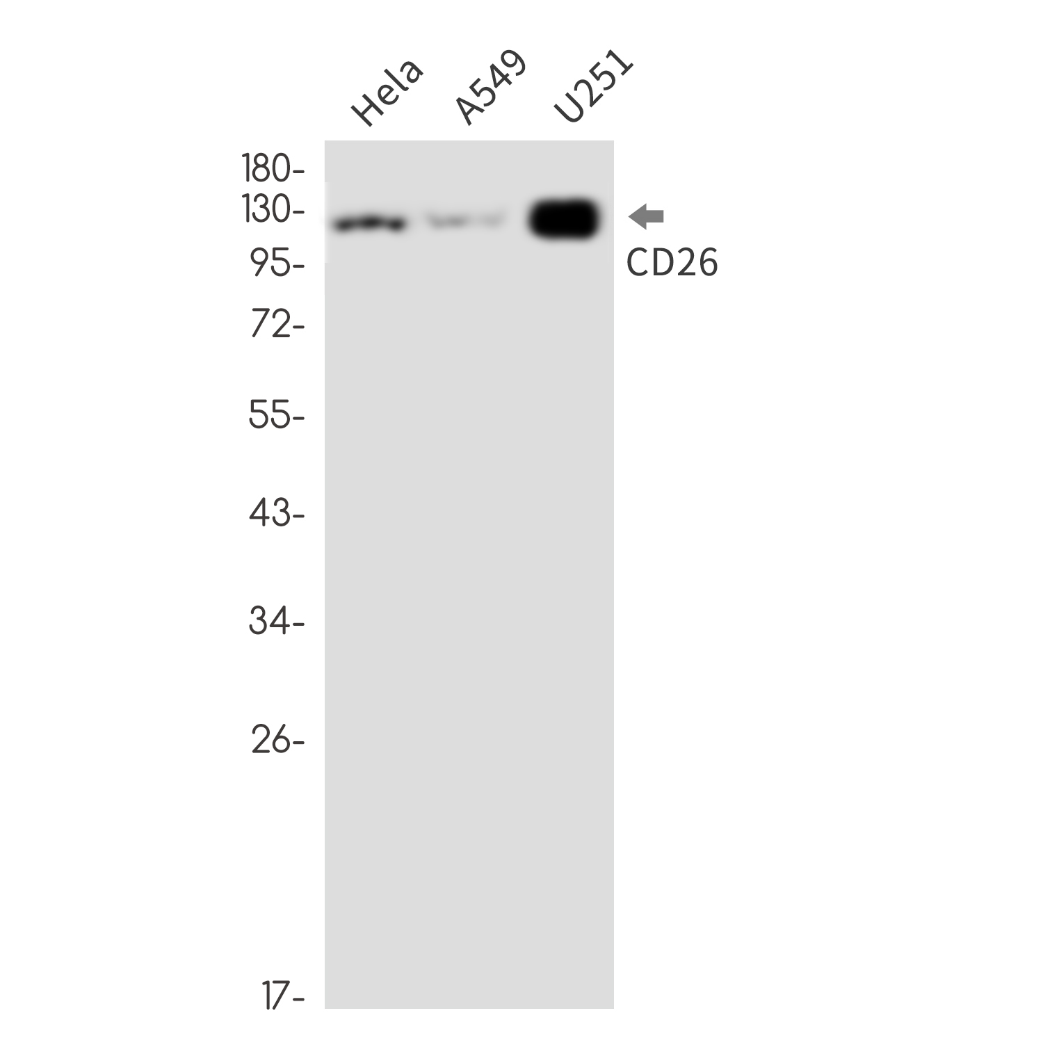 CD26