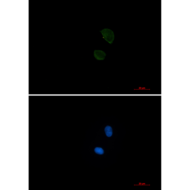 Rabbit Monoclonal Antibody to CD99