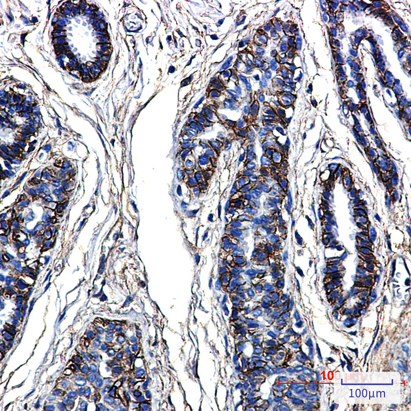 Rabbit Monoclonal Antibody to CD99
