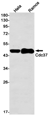 CDC37