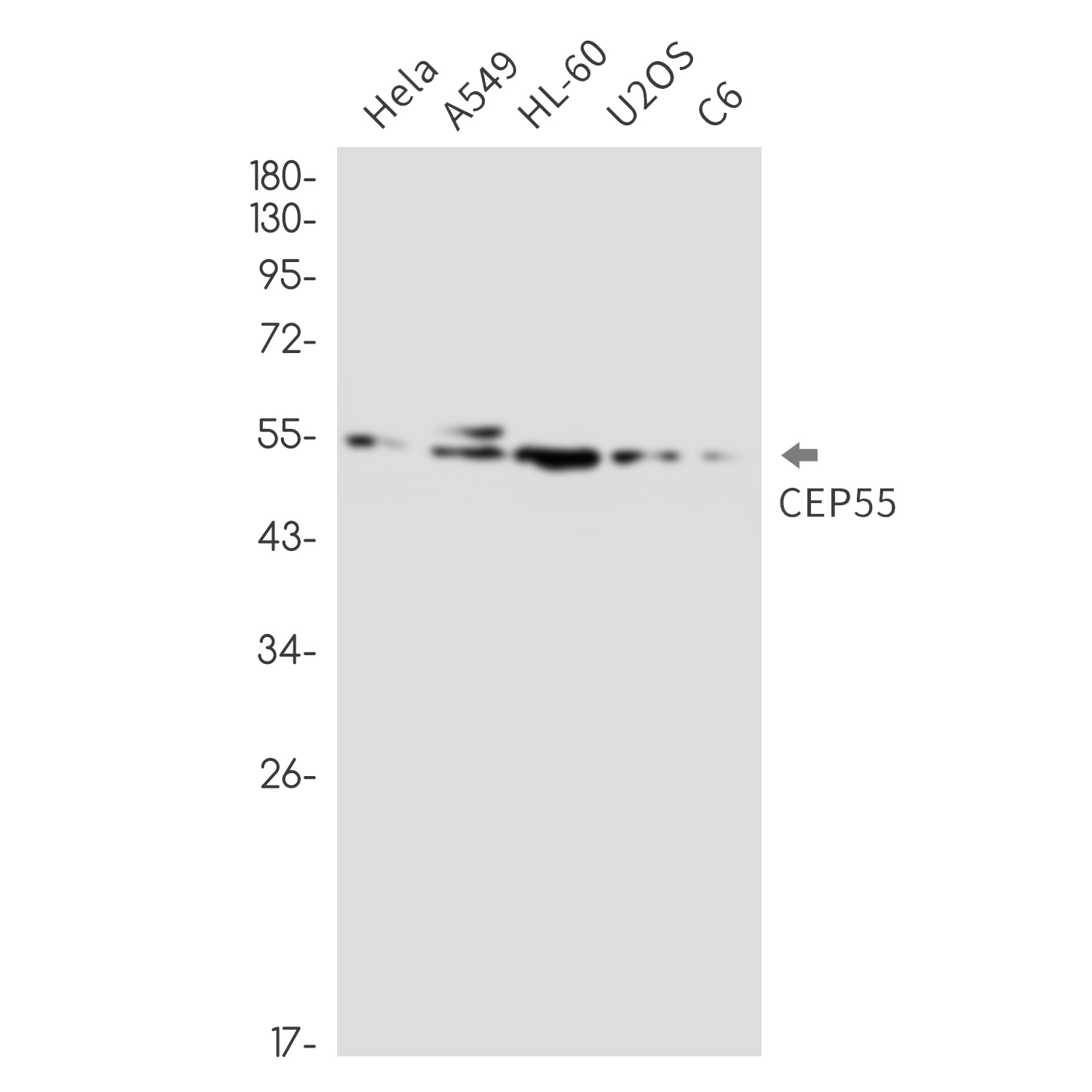CEP55