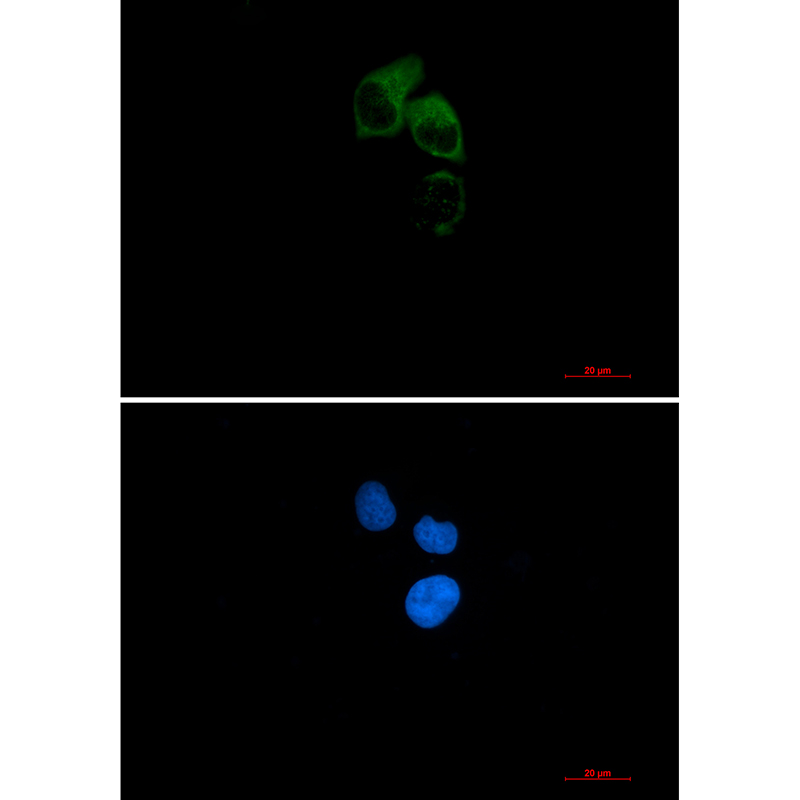 Rabbit Monoclonal Antibody to CEP55