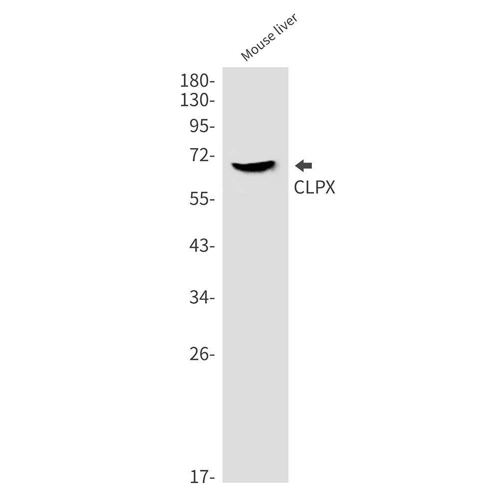 CLPX