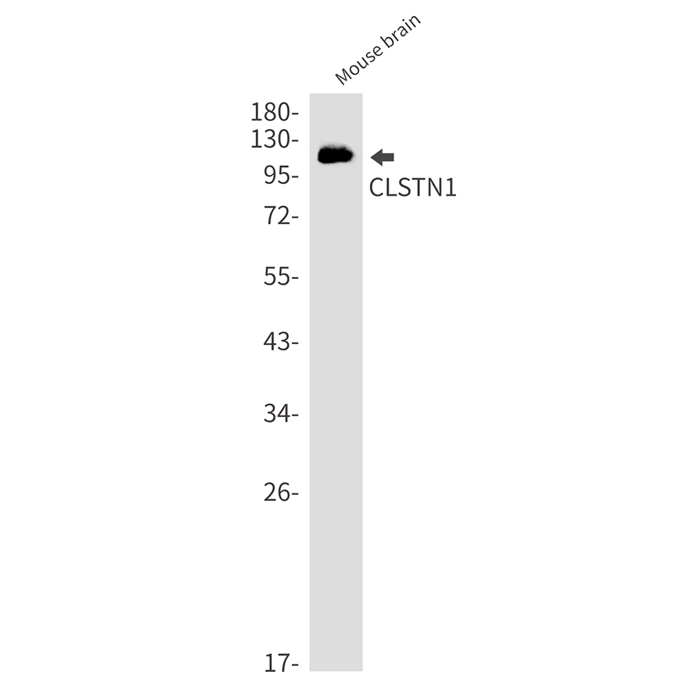 CLSTN1