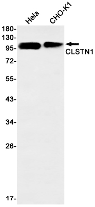 Rabbit Monoclonal Antibody to CLSTN1