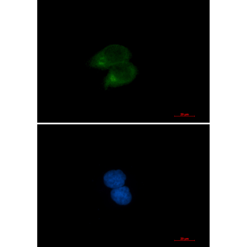 Rabbit Monoclonal Antibody to CLSTN1