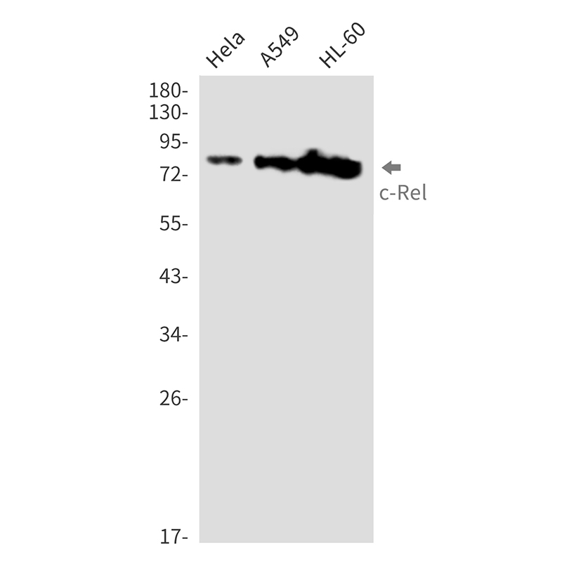 c-Rel