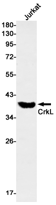 CrkL