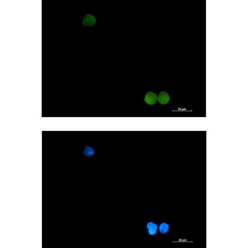 Rabbit Monoclonal Antibody to CrkL
