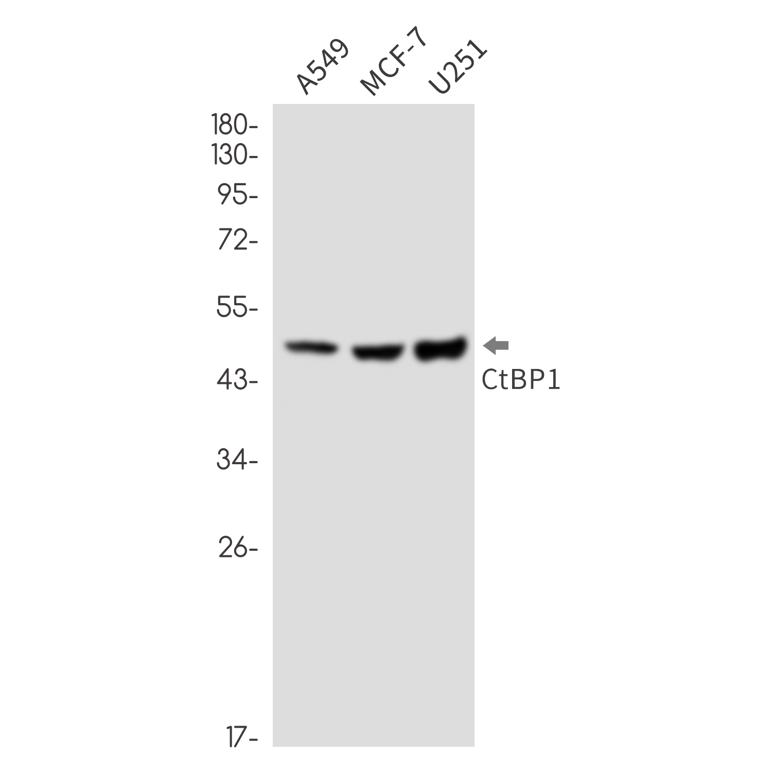 CTBP1