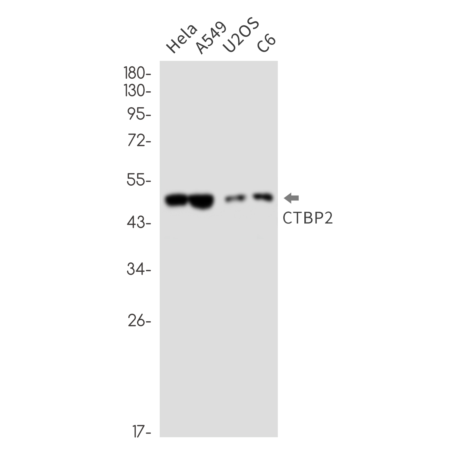 Rabbit Monoclonal Antibody to CTBP2