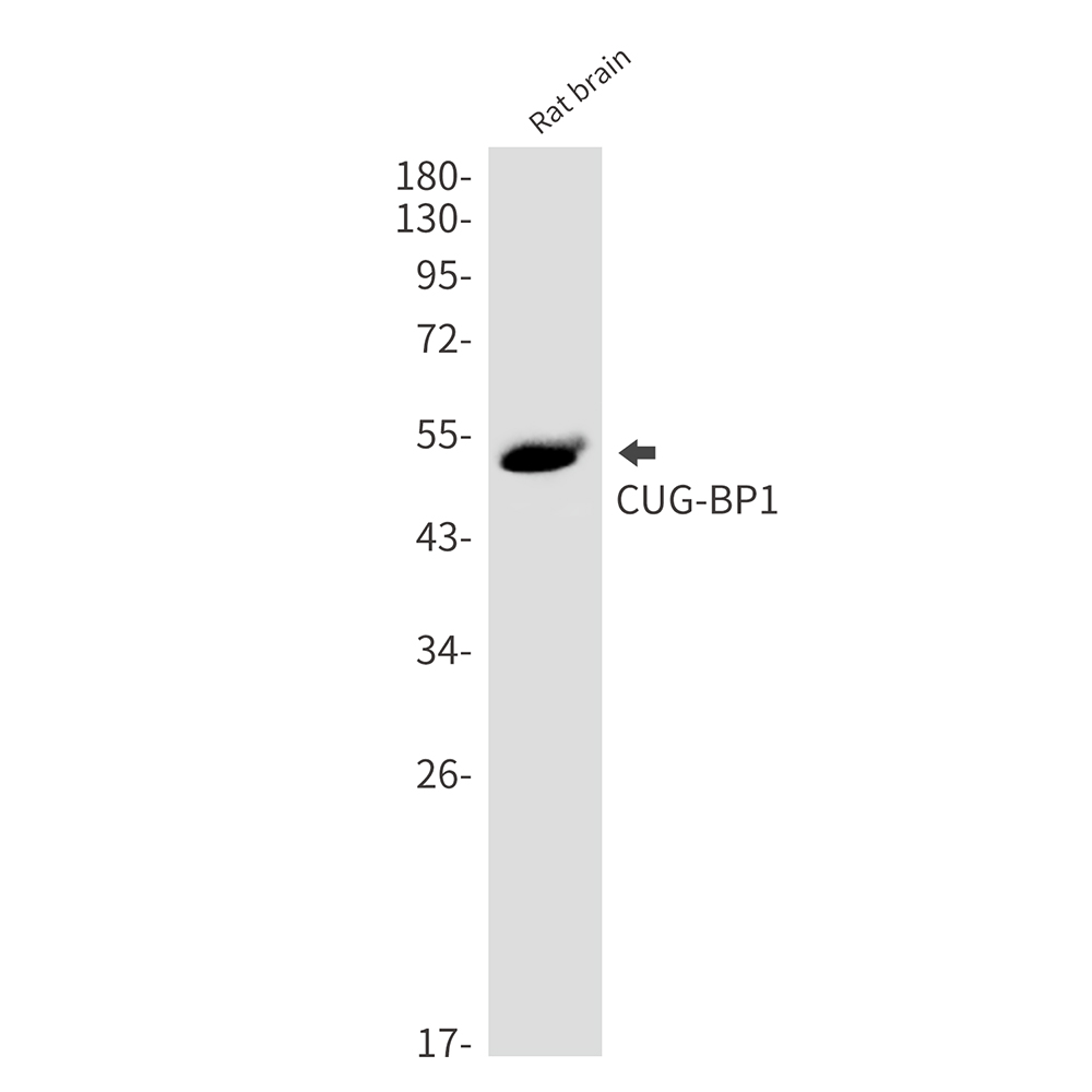Rabbit Monoclonal Antibody to CUG BP1