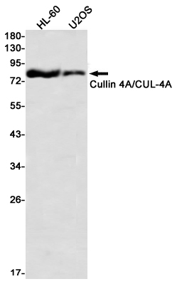 Cullin 4A