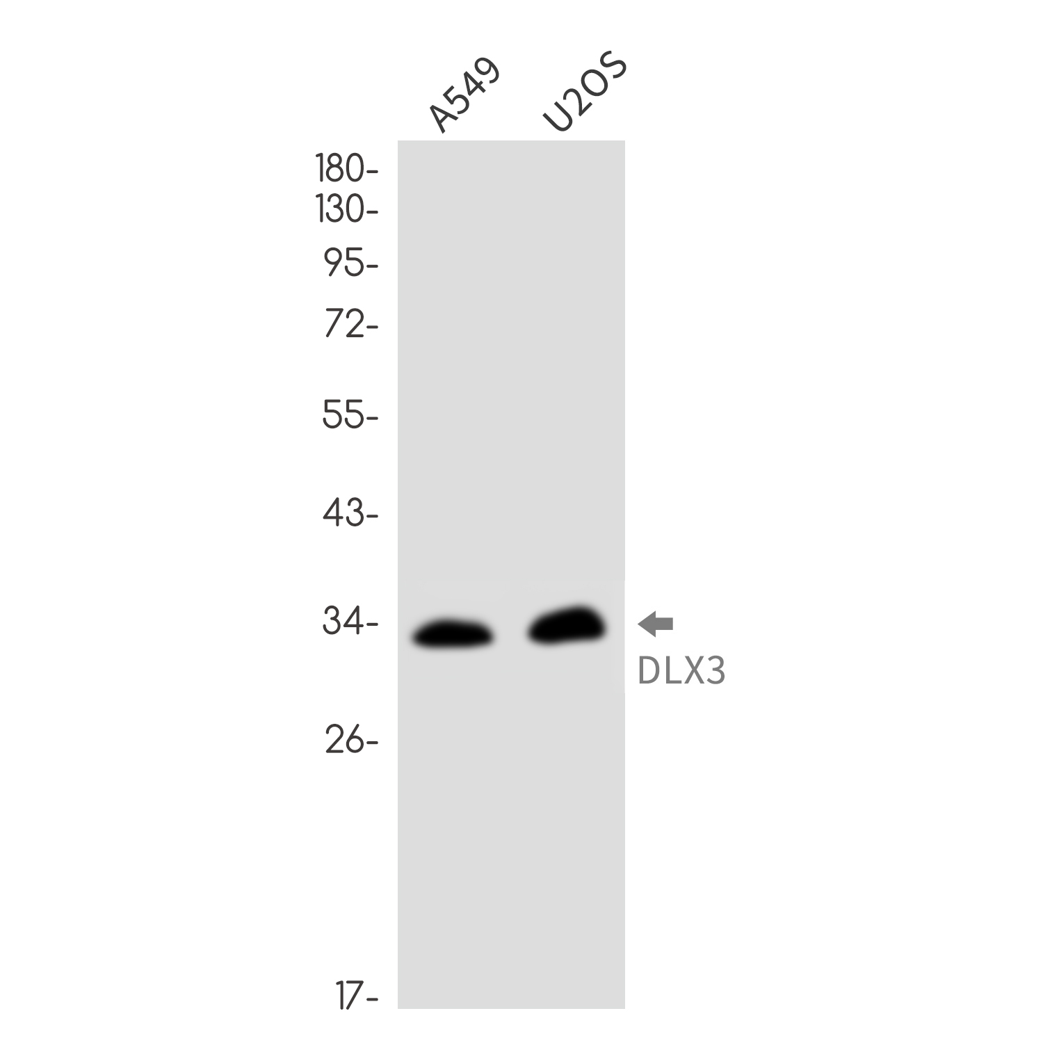 DLX3