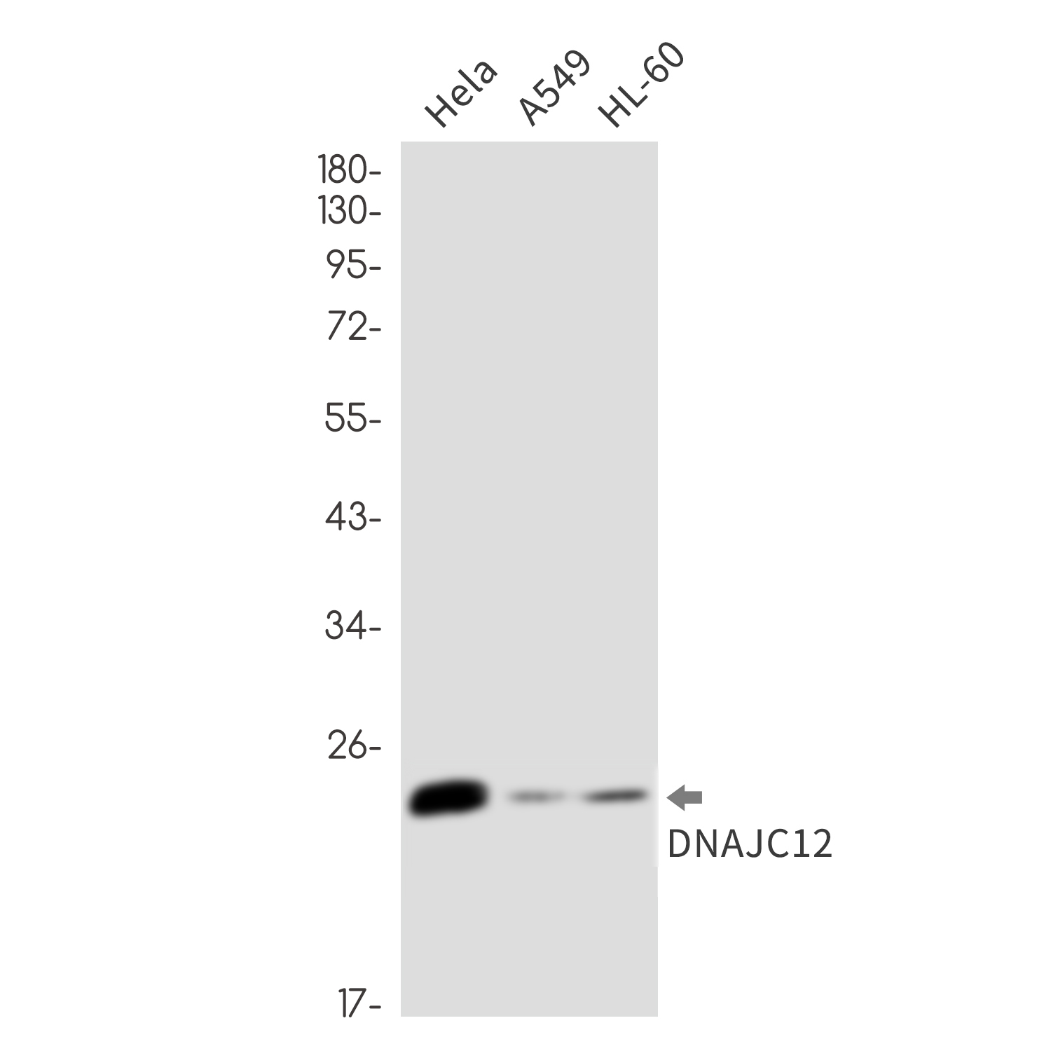 DNAJC12