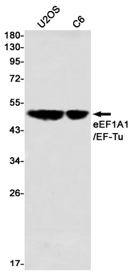Elongation Factor 1A1