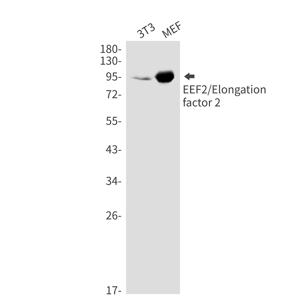 Elongation factor 2