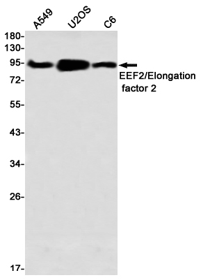 Rabbit Monoclonal Antibody to Elongation factor 2